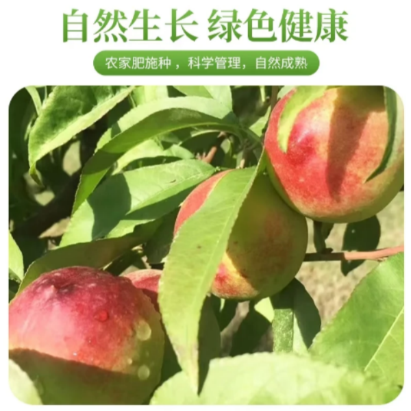 甘肃七彩丹霞紫胭桃甘肃七彩丹霞紫胭桃甘肃七彩丹霞紫胭桃