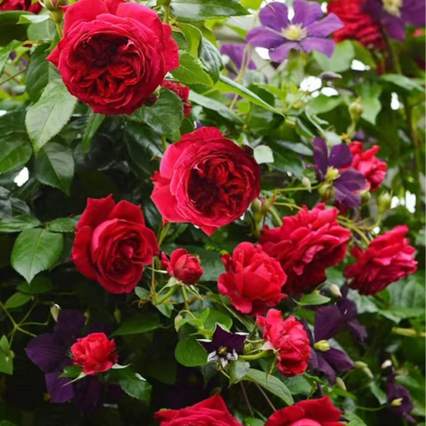 【宏哥月季】精品玫瑰国度天使  大花浓香多季开花可藤可灌月季蔷薇