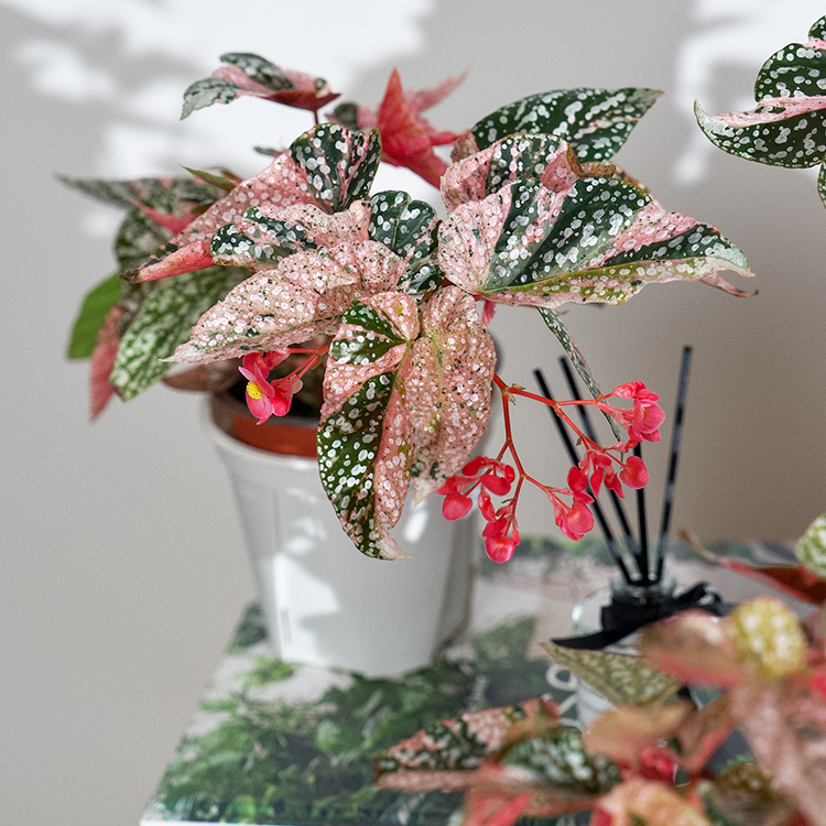 纵野 / 富士山秋海棠 室内盆栽客厅装饰观叶稀有绿植