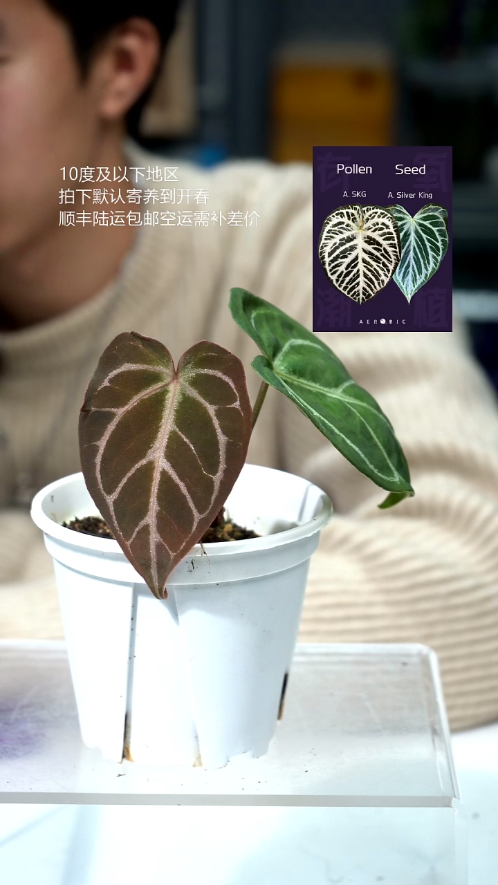 完全开放024-绯月03