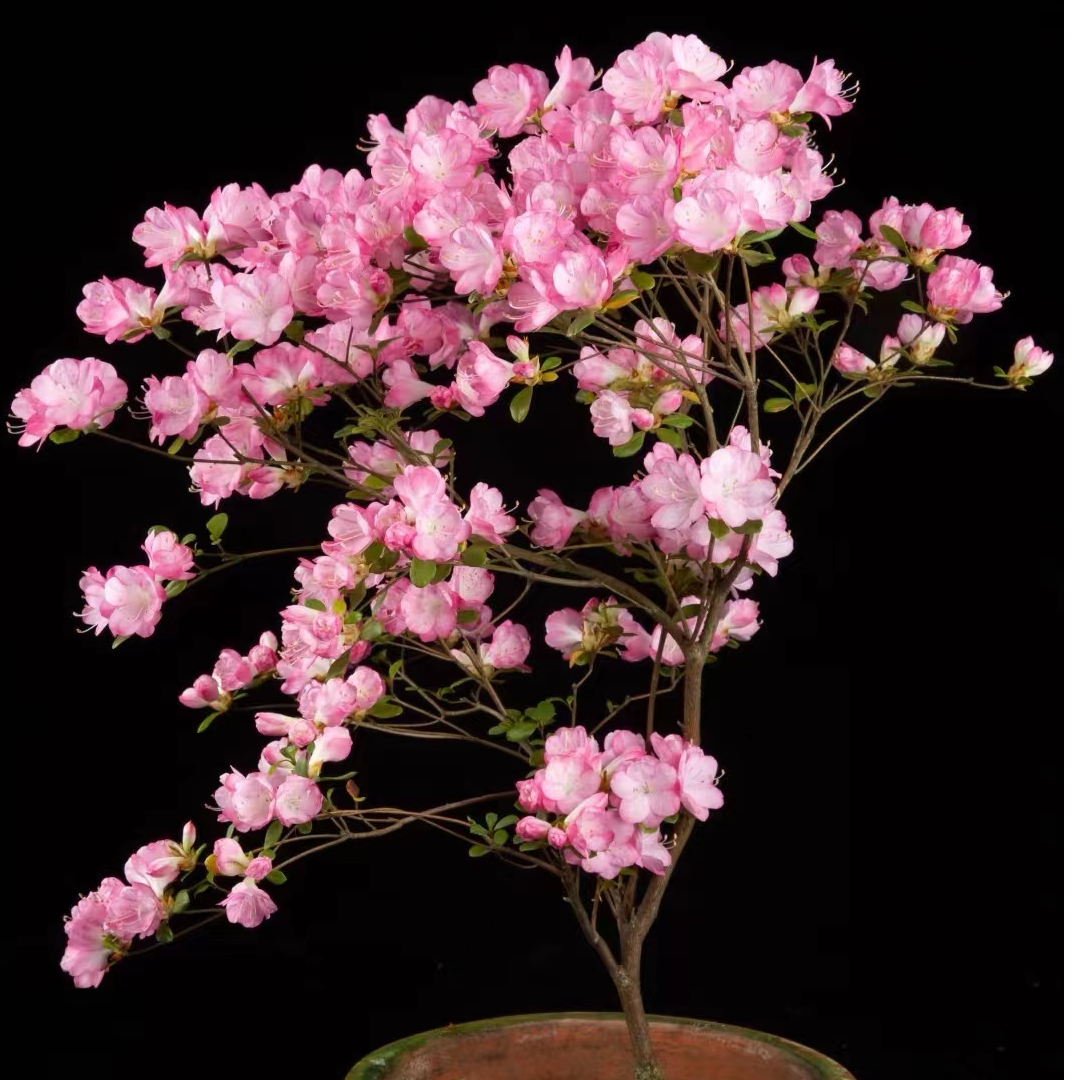 皋月杜鹃春鹃映山红树桩杜鹃花春花盆景熟桩盆栽花卉别墅庭院绿植