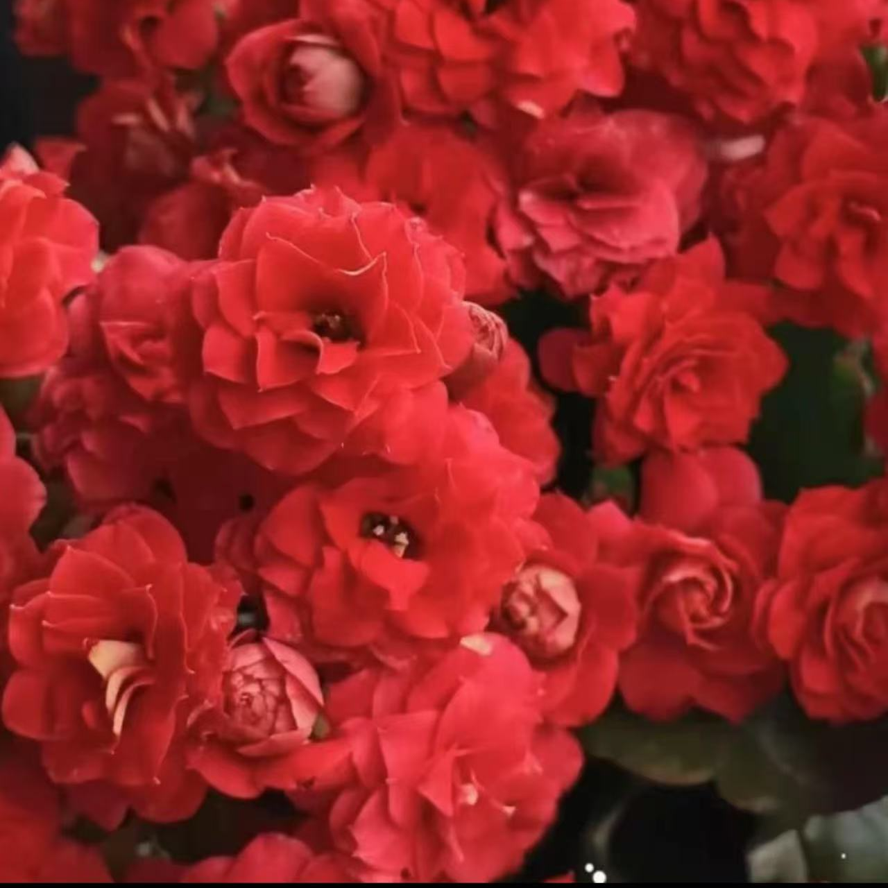 《红豆》130盆长寿花一代苗独颗 介意打顶勿拍