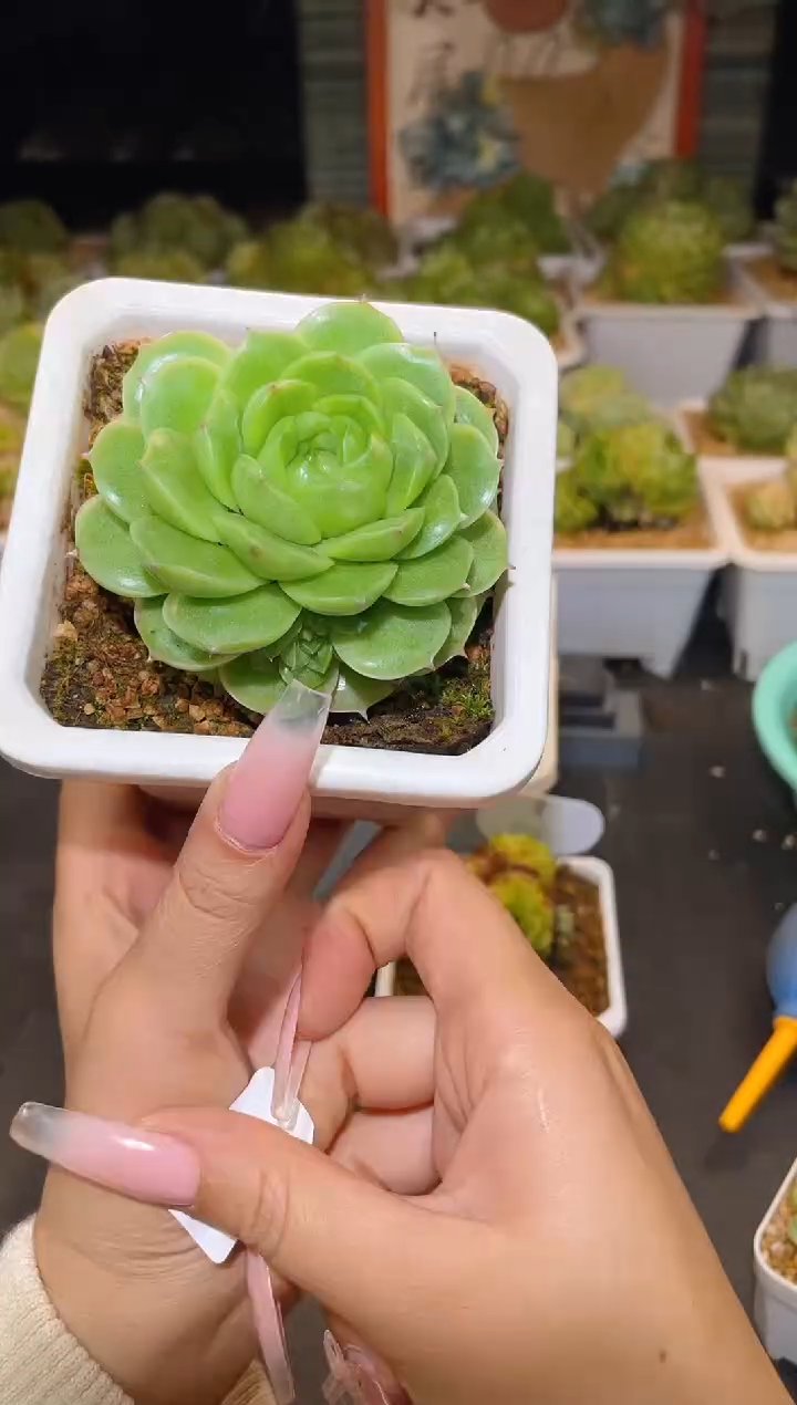 059翡冷翠晾根一物一拍