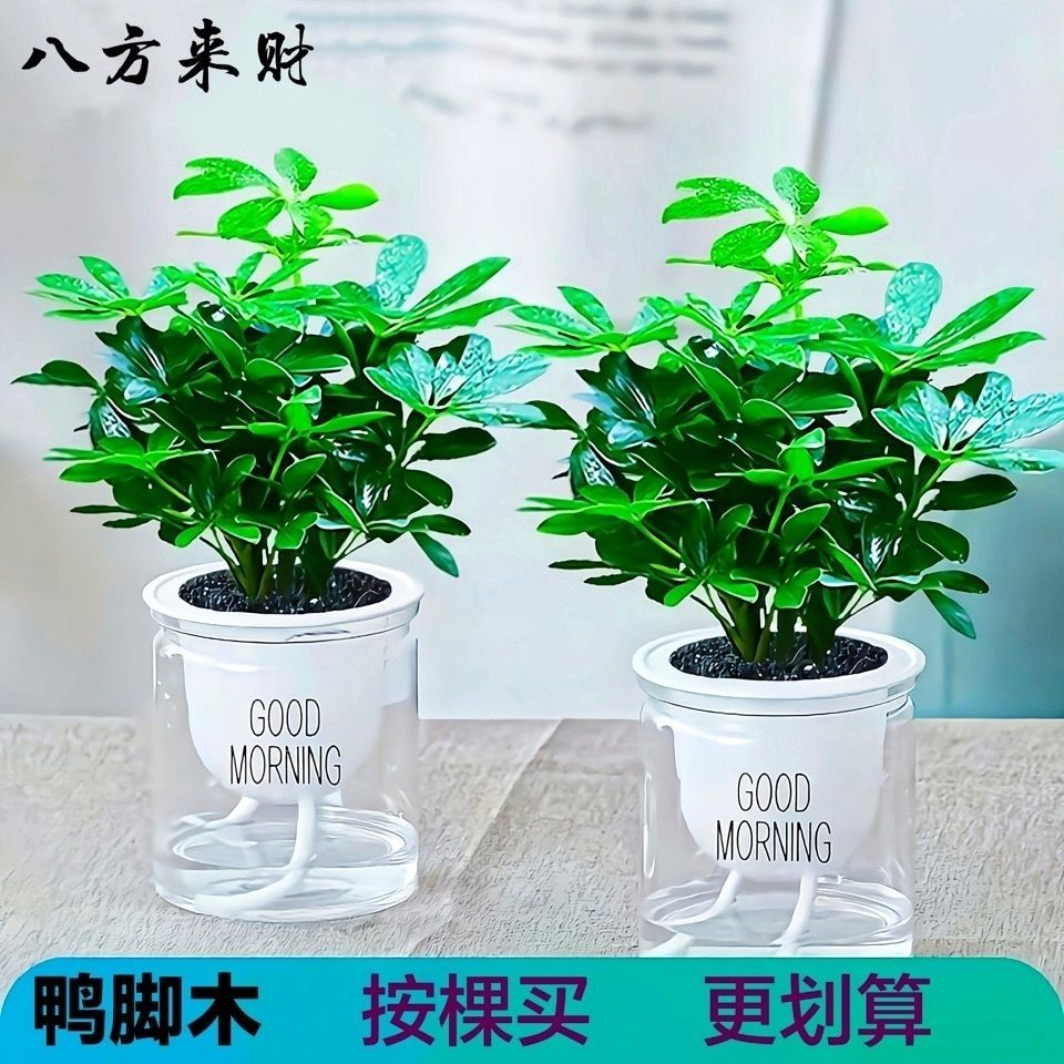 室内好养发财水培小盆栽招财树八方来财鲜活新品精选客厅阳台植株