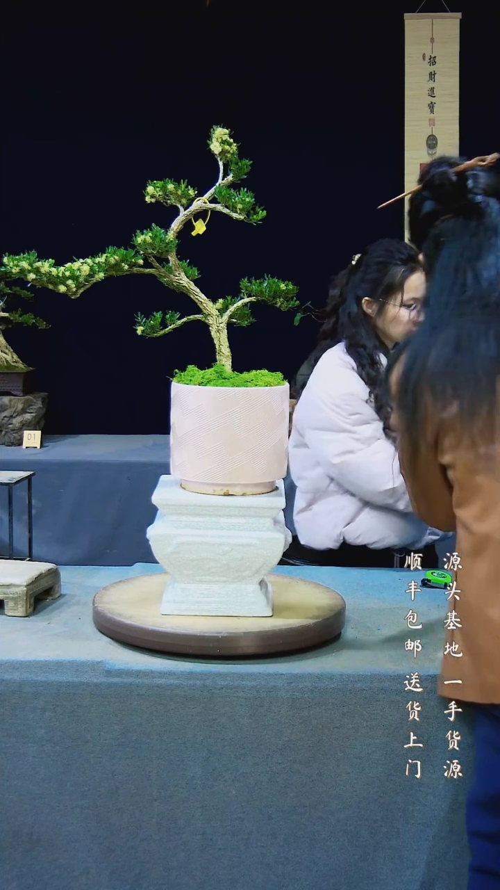 【闪购商品】黄杨盆景黄杨盆景