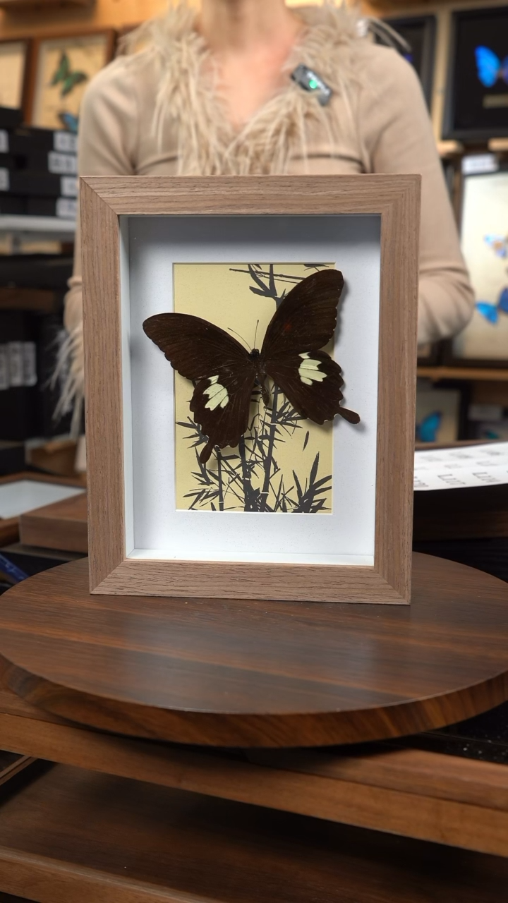 宽带凤蝶竹子款原木框