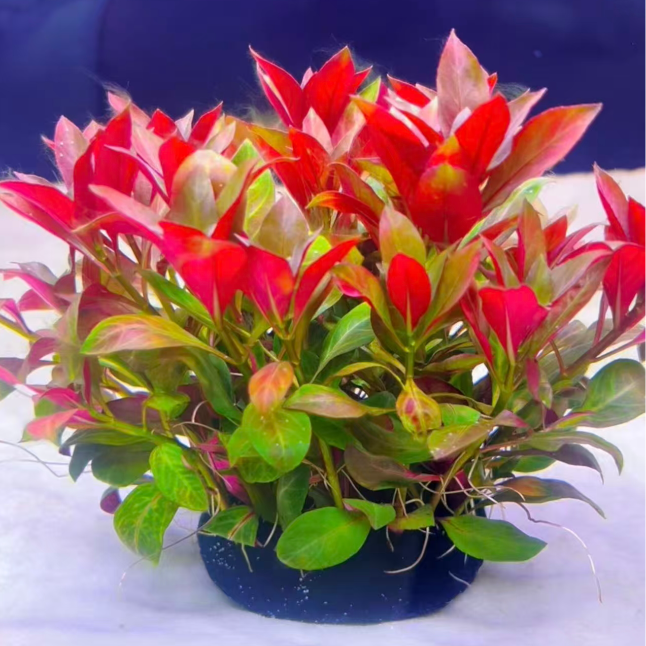 火焰丁香鱼缸造景净化水质