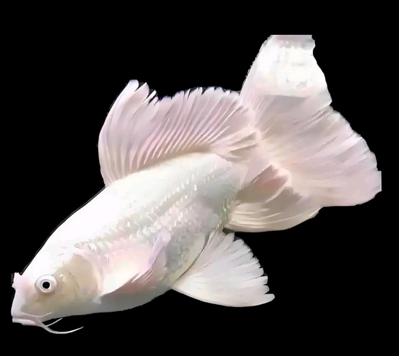 蝴蝶鲤包邮包活到家录开箱视频入缸不售后