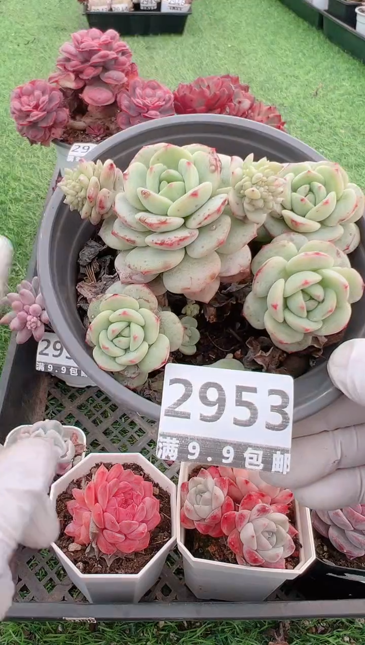 【闪购商品】信福多肉一物一拍