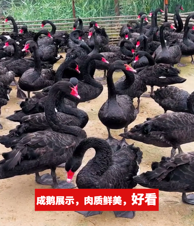 （1斤左右一个）黑天鹅 鹅肉肉质自家人工养殖鲜美