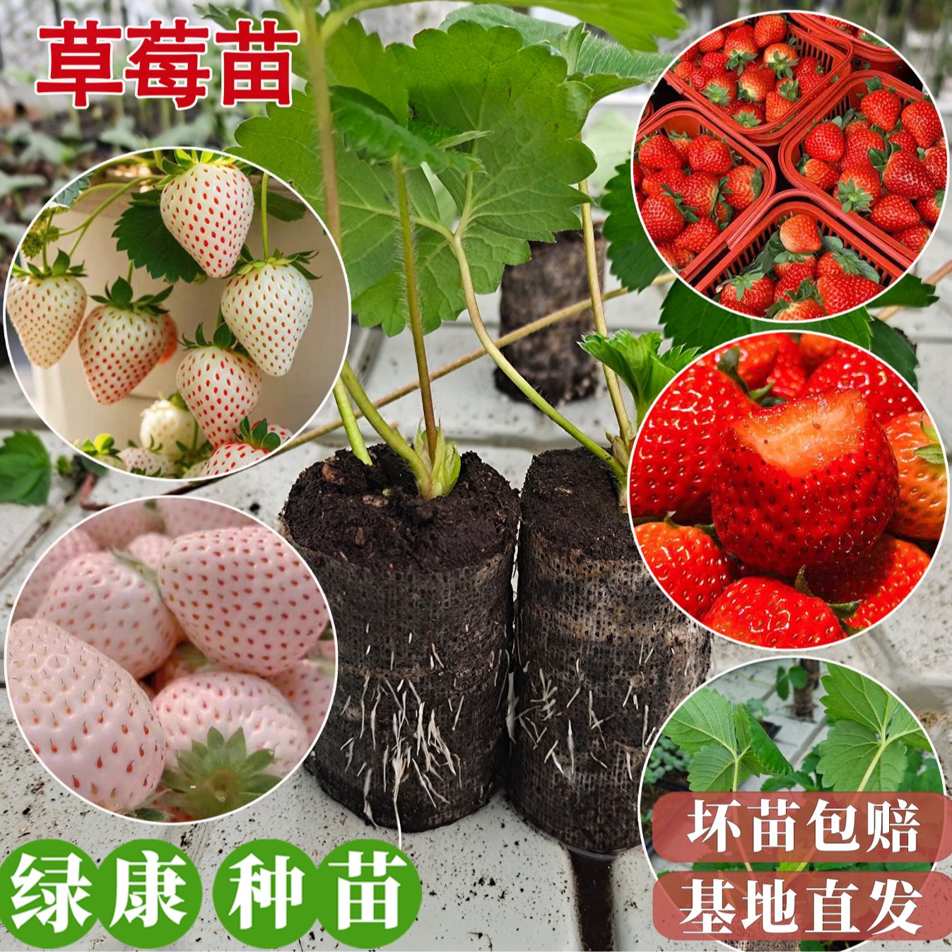 「绿康自营」草莓苗[妙香3号 梦之莹]冬季菜苗田地阳台种植易种包活