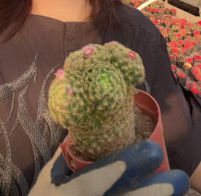 大乔园艺【 1颗  实生明星  实生根 】带盆土随机发货