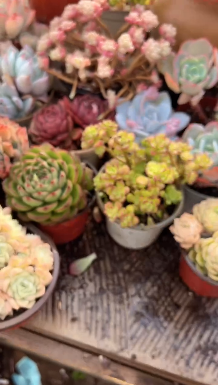 冷*人多肉植物一物一拍28351