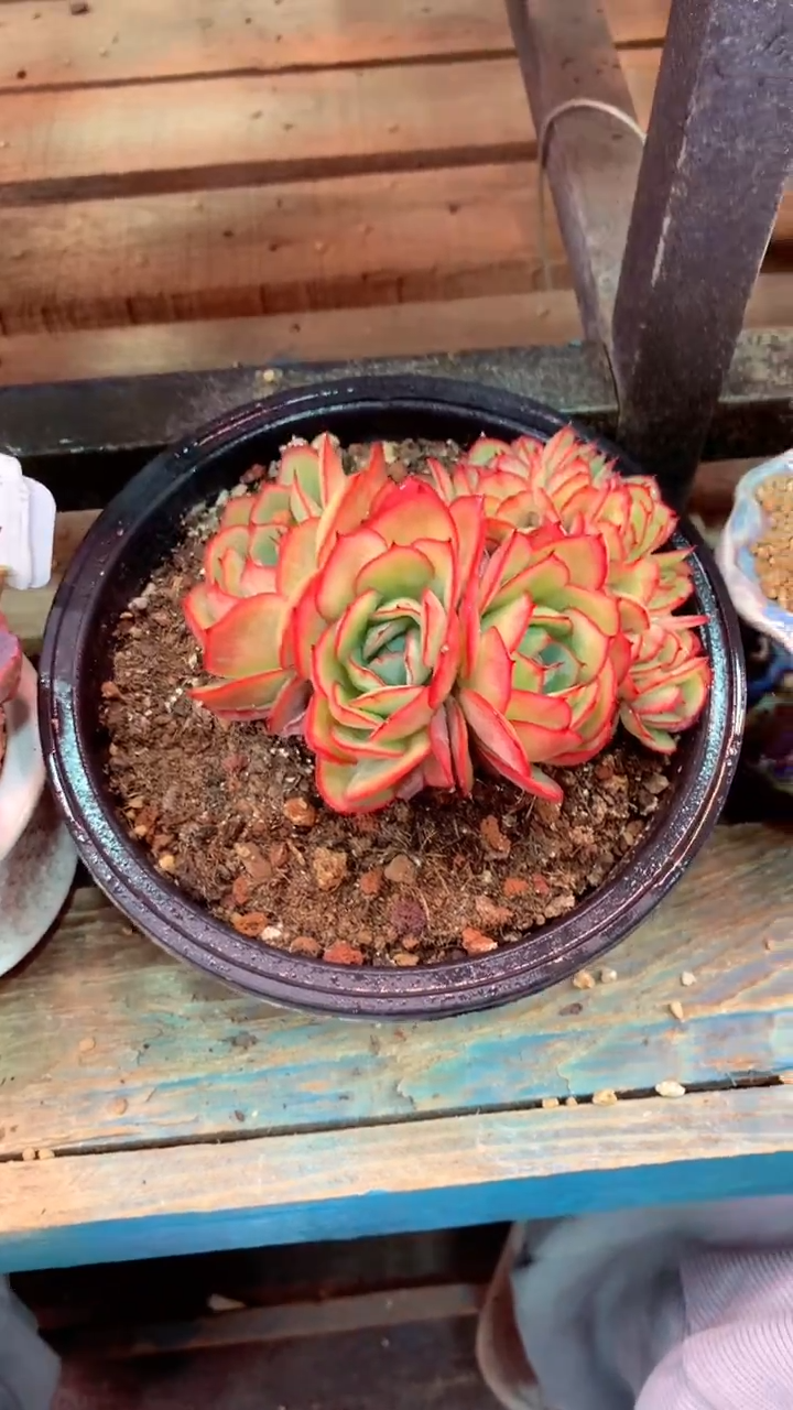 M****?549V(一物一拍实付满28发货，默认不带盆土）