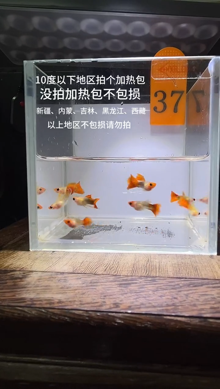 孔雀鱼虎斑长公编号37