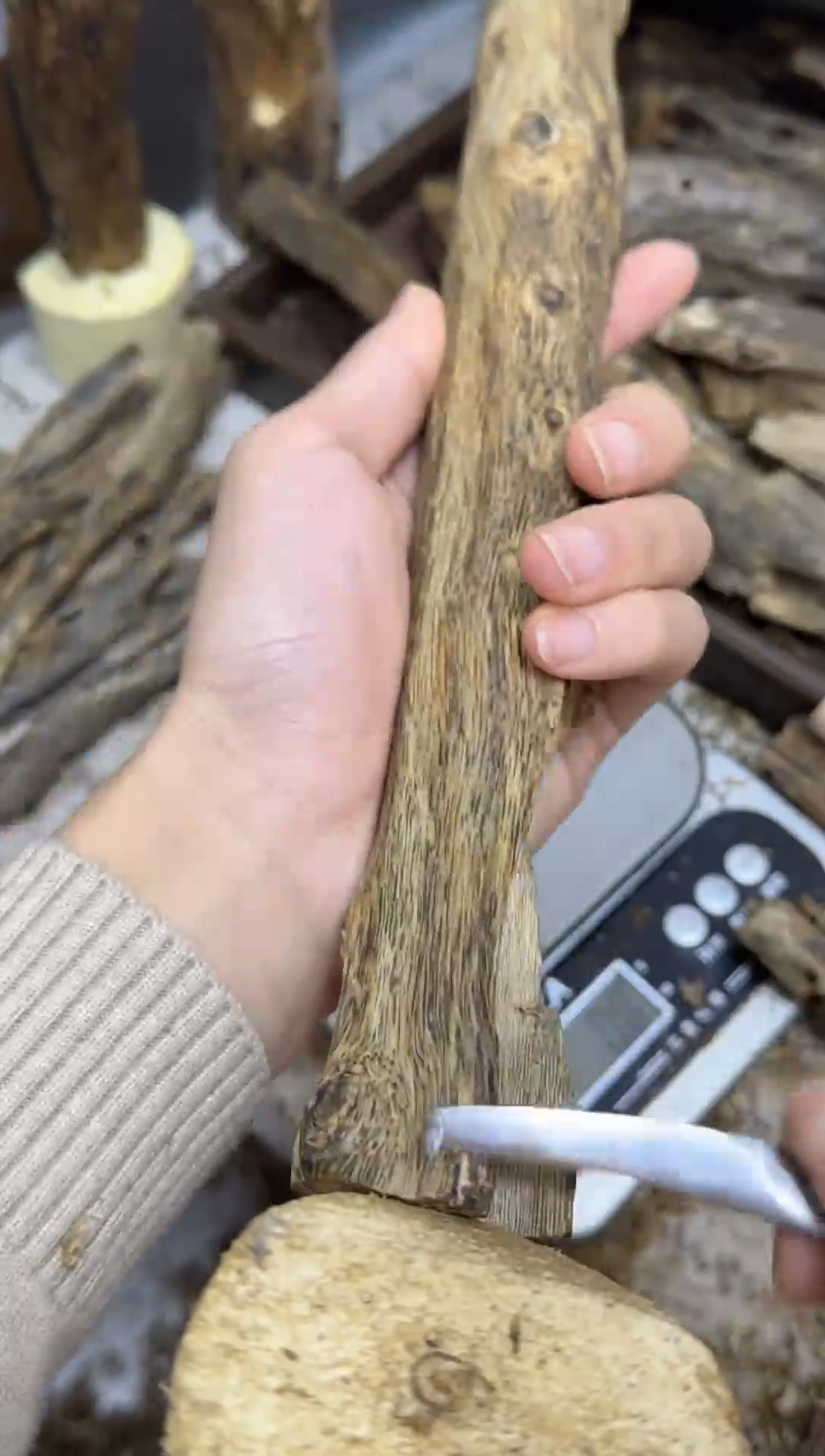 沉香沉香碎屑乌身原叶金丝黄油