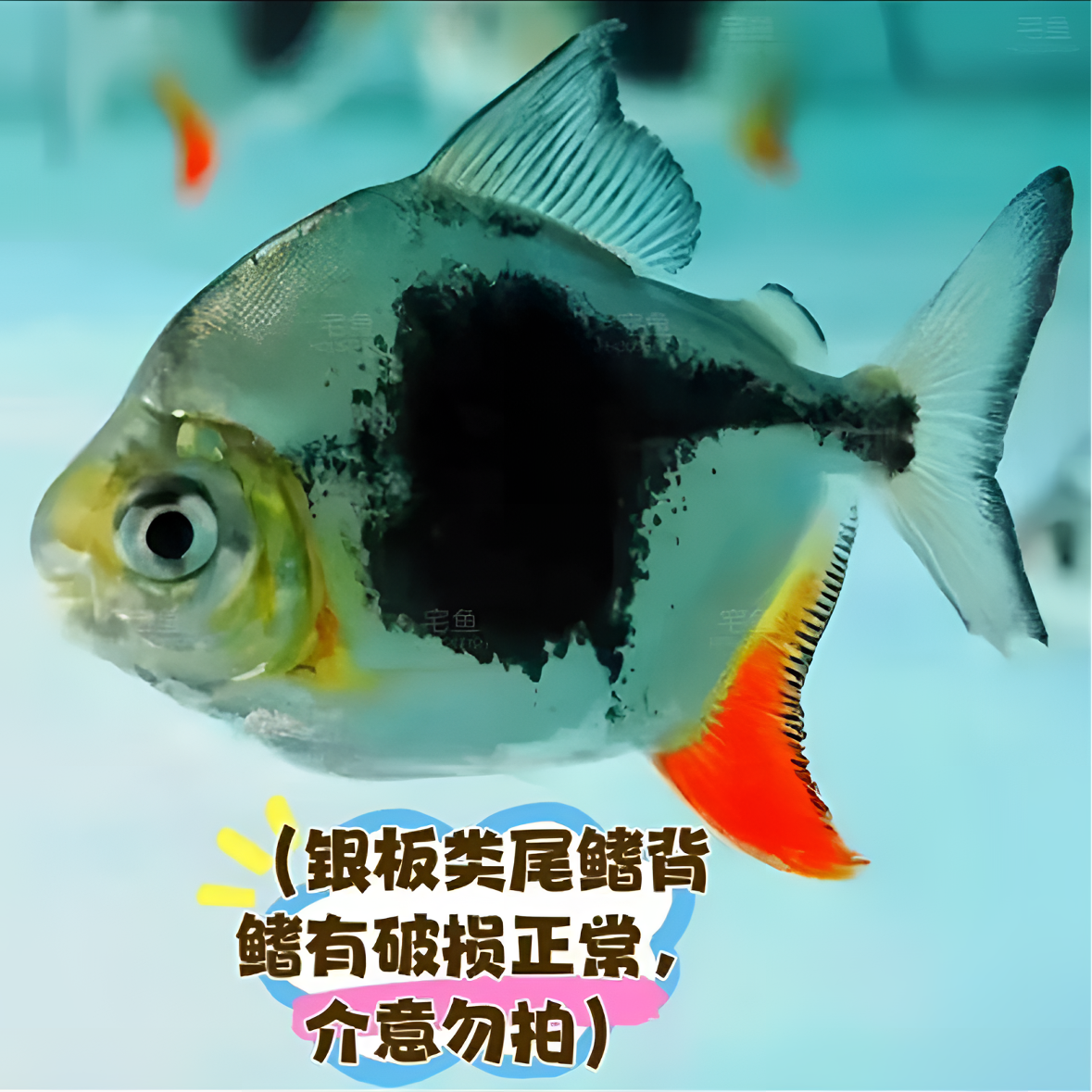 黑桃a活体大型热带观赏鱼适合龙鱼混养