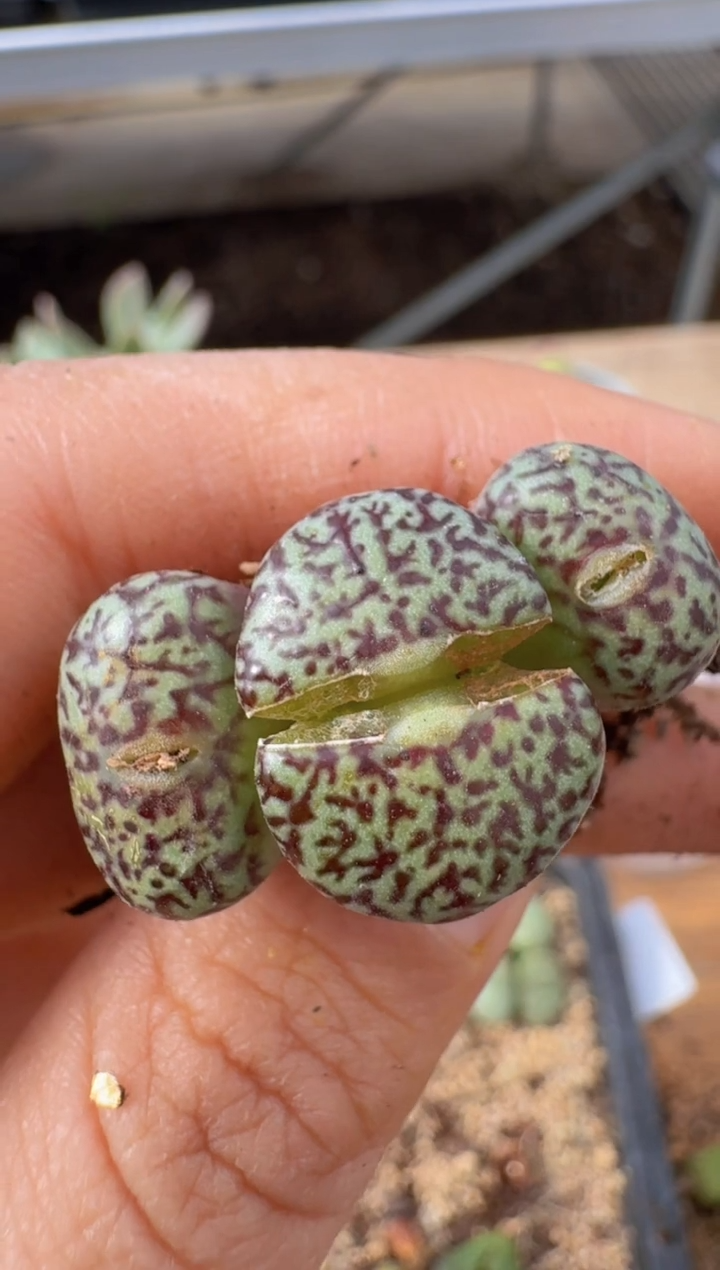 【闪购商品】9-166