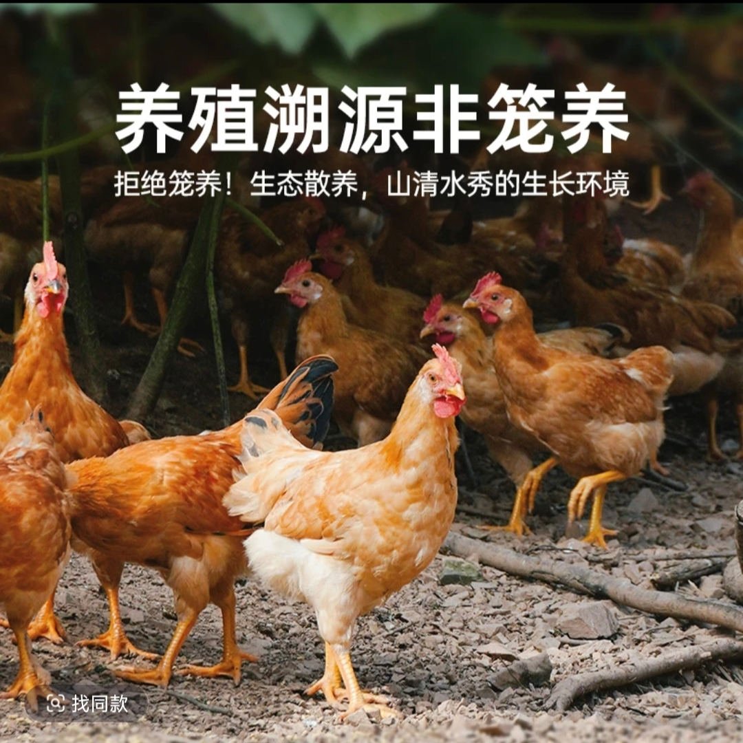 江西农家散养童子鸡小公鸡现杀发货顺丰包邮