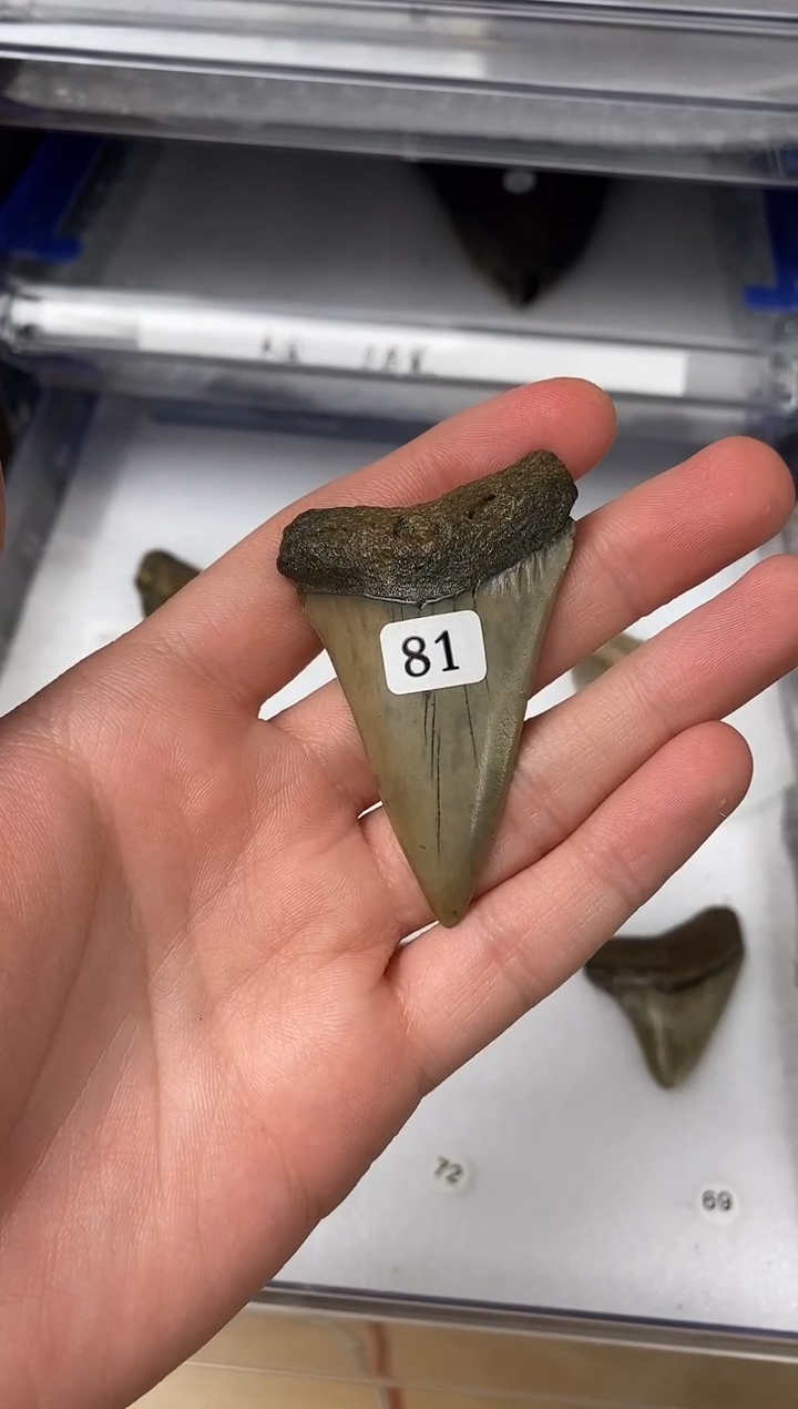 81美摆件创意礼物家居配饰新年礼物个人收藏