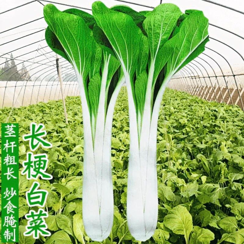 【全店满5包包邮】四季奶油高杆白菜种子四季蔬菜种子长梗白菜种
