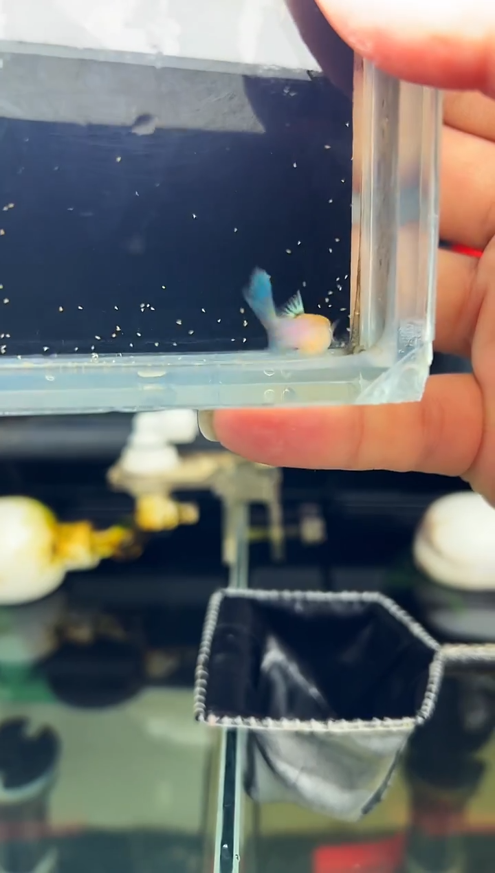 孔雀鱼无怨孔雀鱼