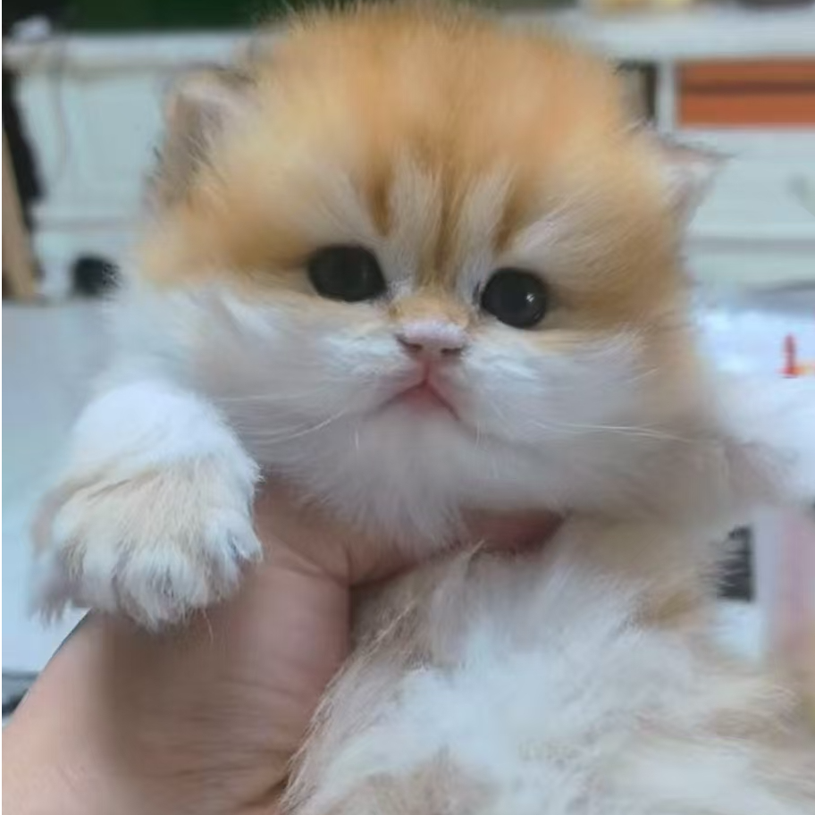 (乐宠）可爱猫咪活体链接一猫一拍