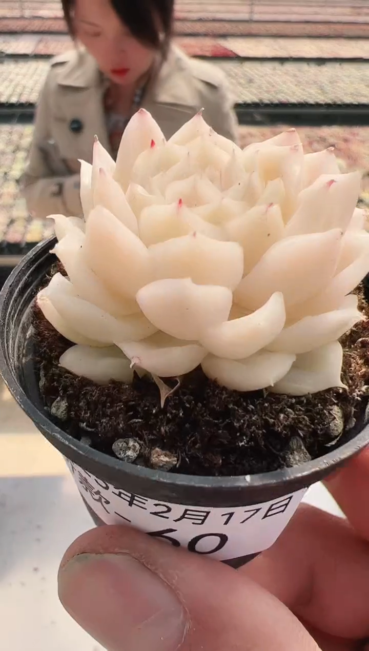 【闪购商品】新款多肉-60