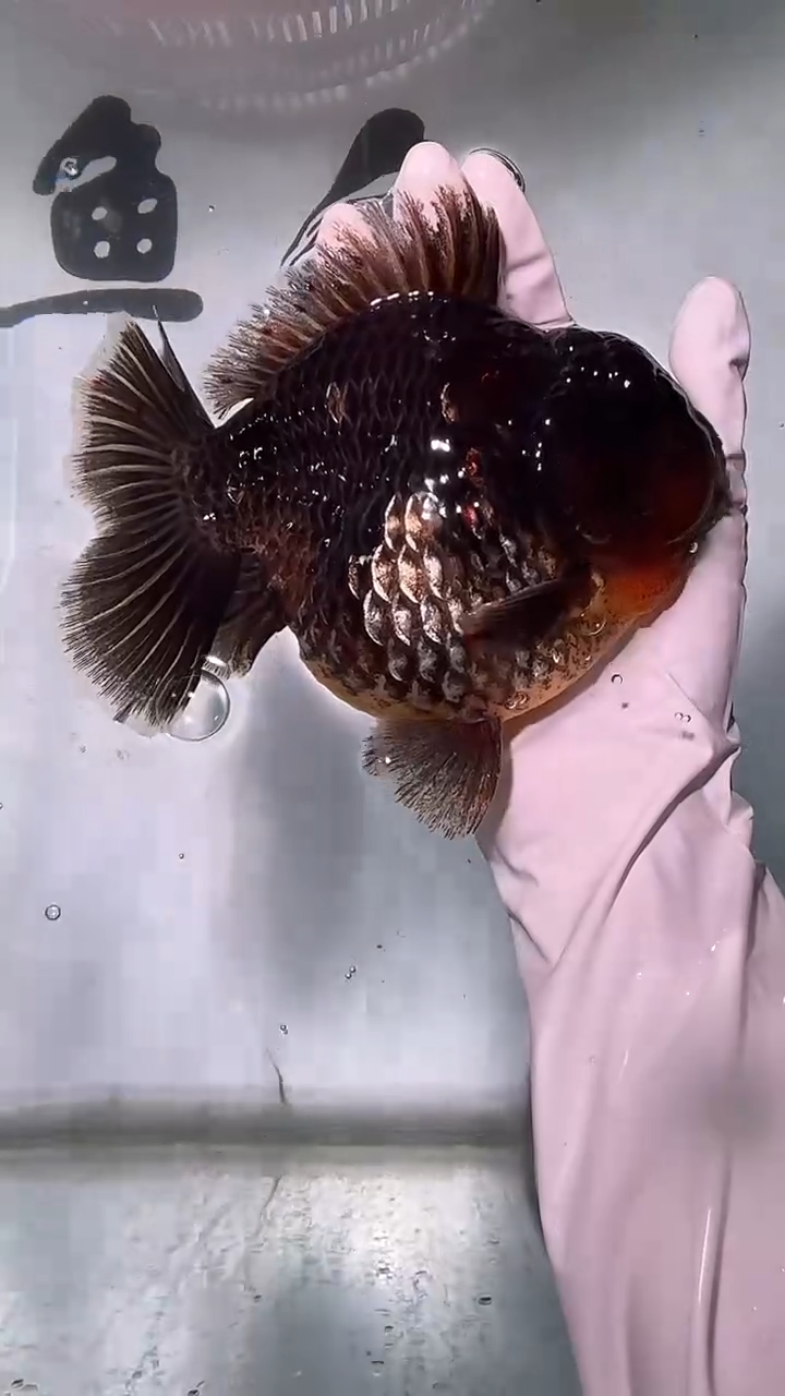 金鱼精品泰师一只以直播间为准