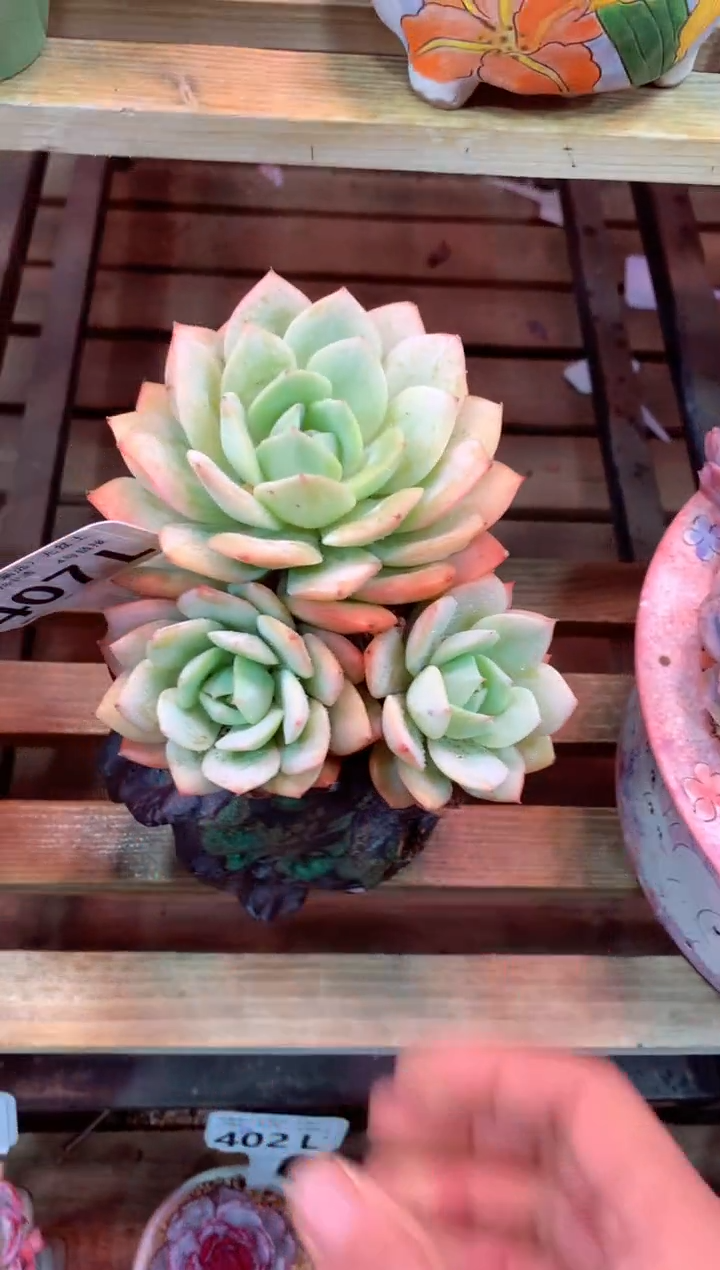 407L（一物一拍，精品多肉，所见即所得 ）