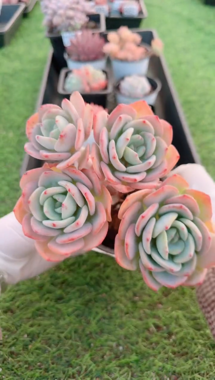 【闪购商品】梦会多肉一物一拍