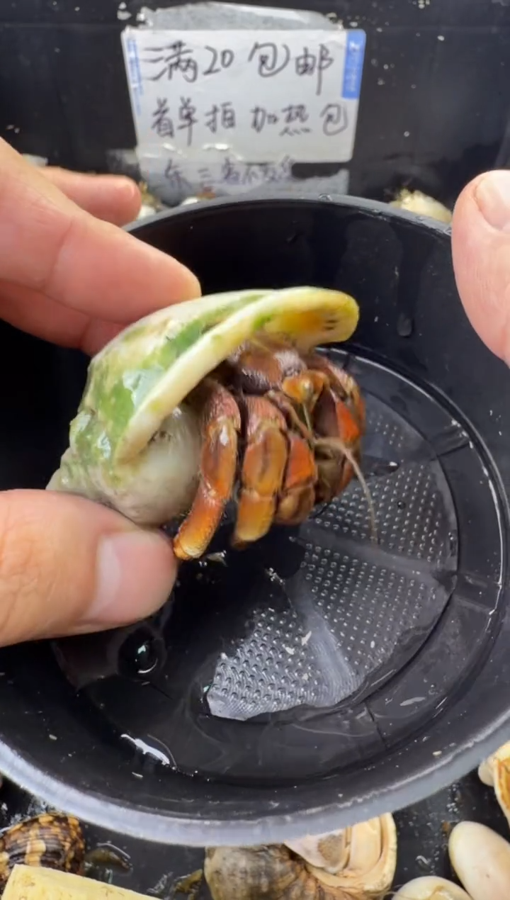 2.4口奥瓜一只，不包全品