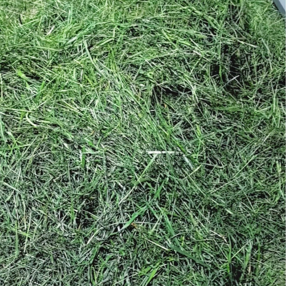 岷县源头直发烘干提摩西草碎