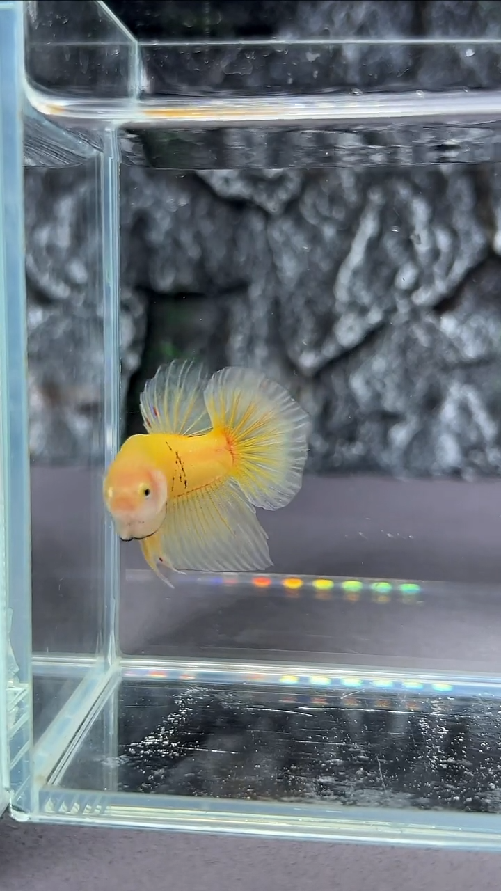 斗鱼竞拍链接A0100