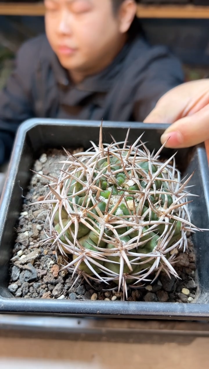 【闪购商品】32号自根碧岩玉含刺8.5公分