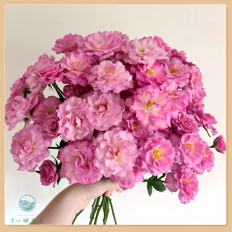 【兰小胖】精选A级-云斗幻梦多头玫(注意：特殊花材，收到带包装醒花)