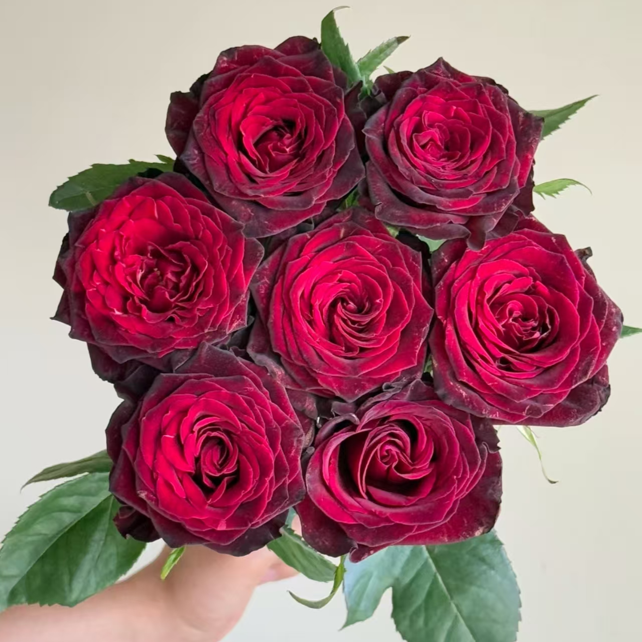 【黑巴克】1单顺丰冷链包邮2单送配草3单送配花4单送10支玫瑰