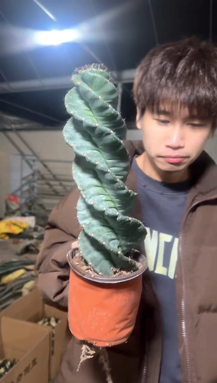 龙卷风【带根】高18cm+