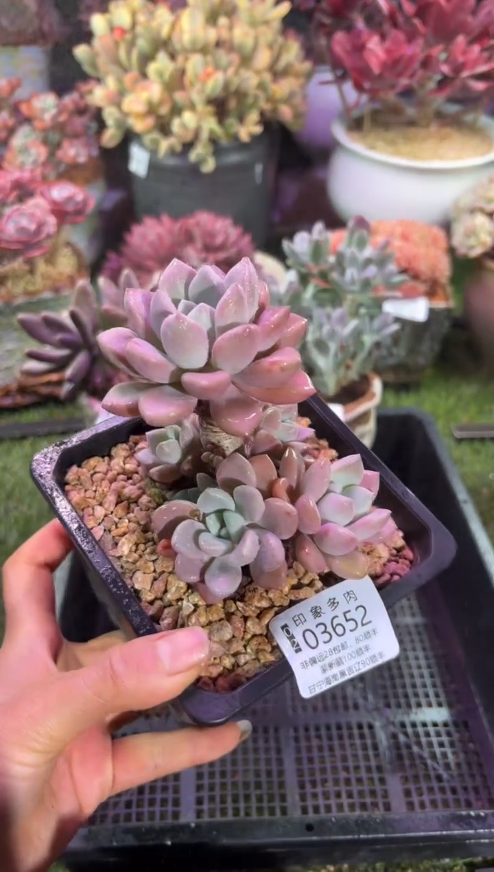 【闪购商品】03652