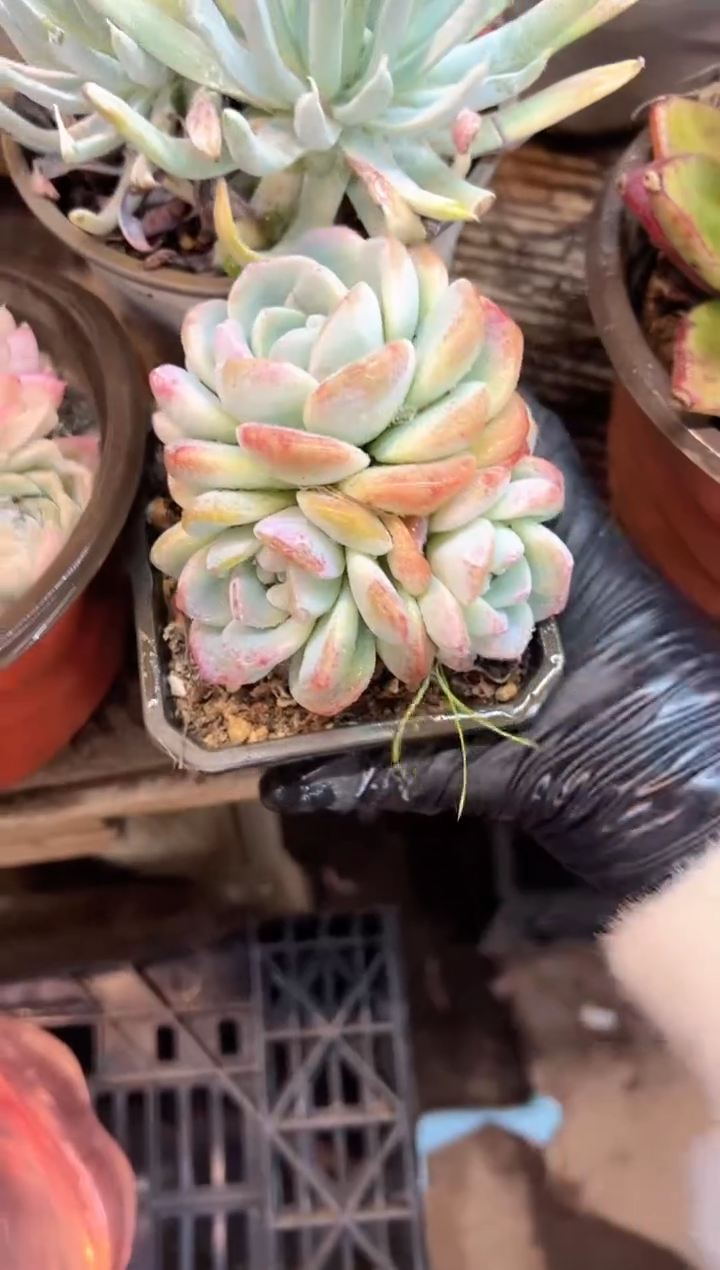 用****4阿迷洲多肉花卉06444