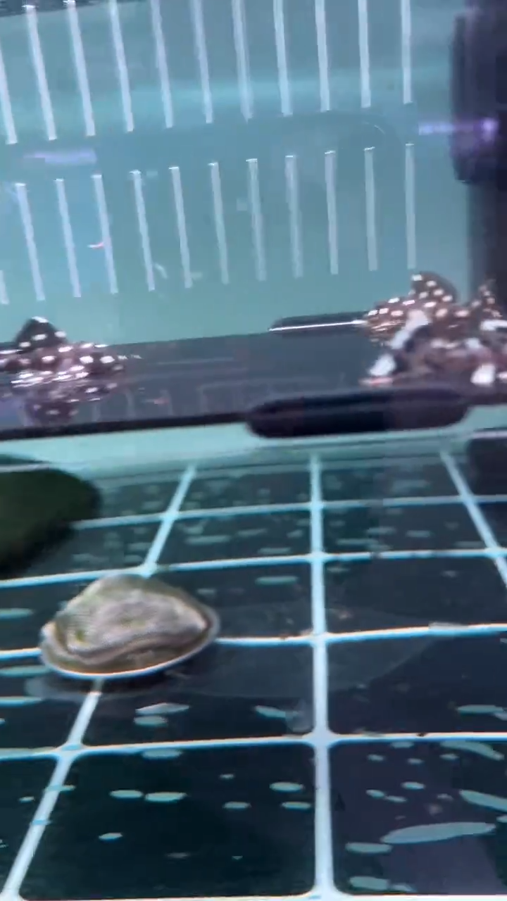 清道夫鱼山**€差价帝王血钻换白边和老鼠斑