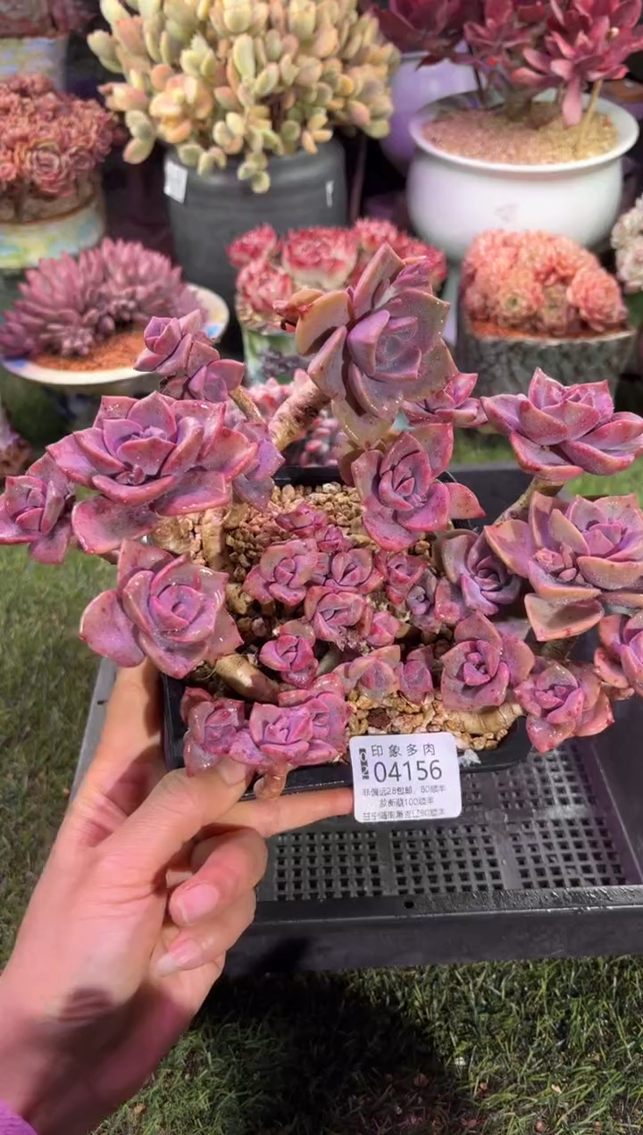 【闪购商品】04156