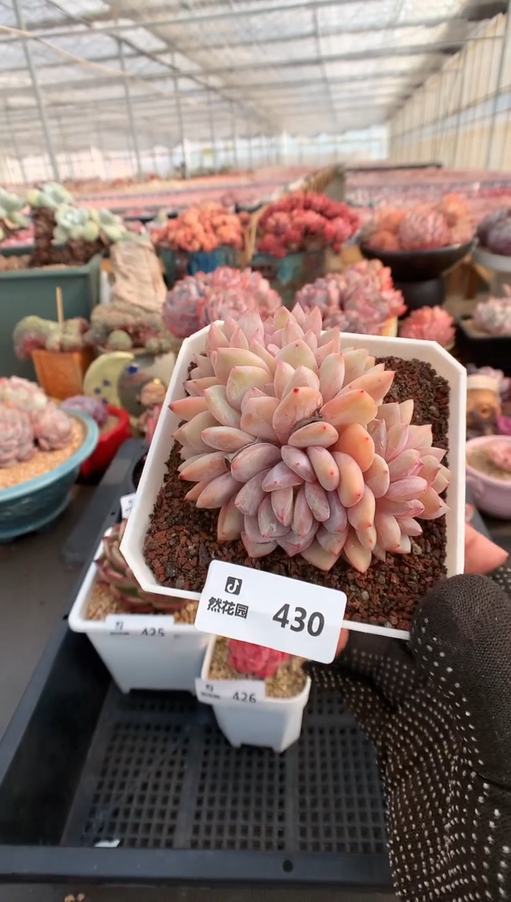 【闪购商品】430一物一拍