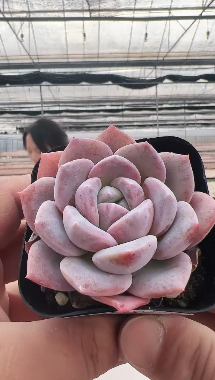 【闪购商品】新款多肉-32