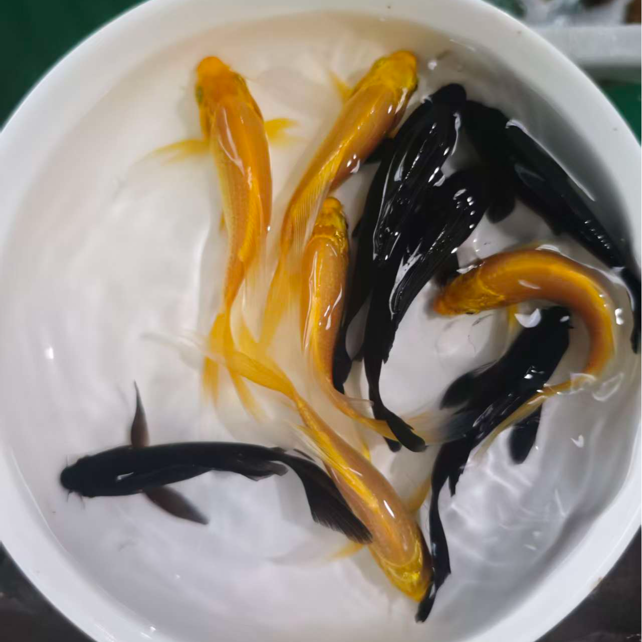 9号【5黄5黑】6-8公分黄金锦鲤黑草 冷水观赏鱼