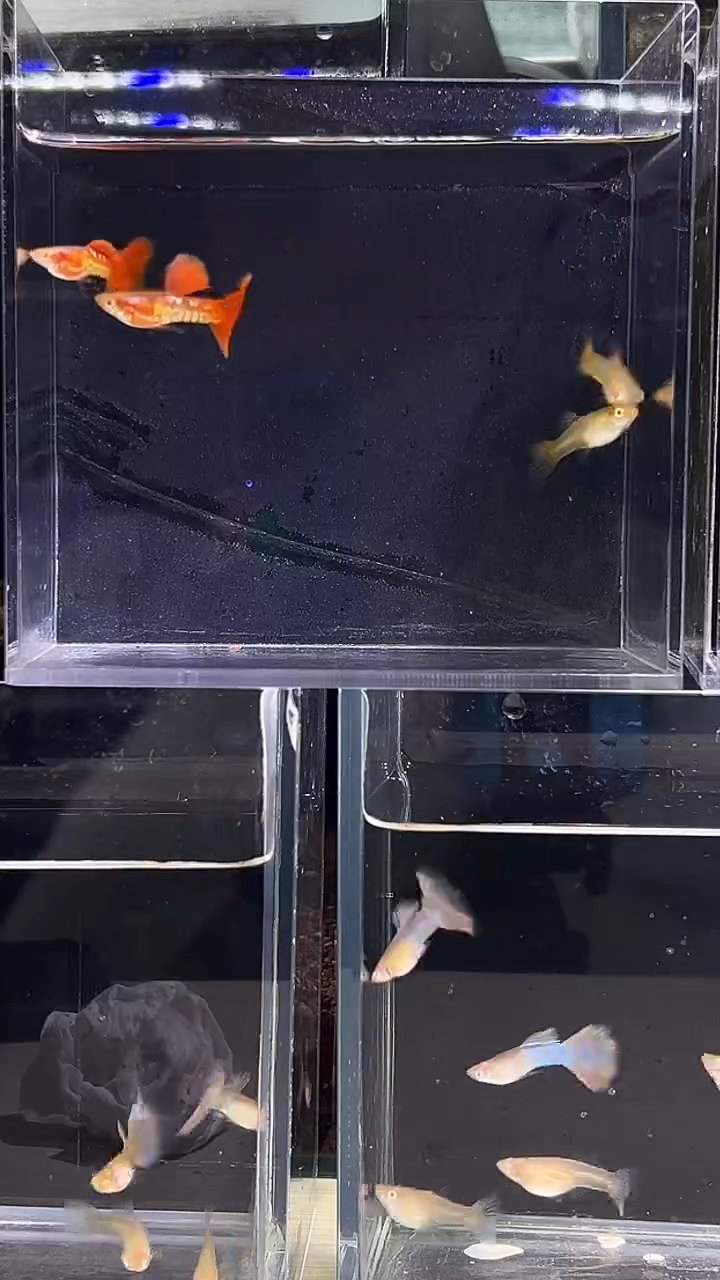 孔雀鱼黄金钾孔雀鱼两对