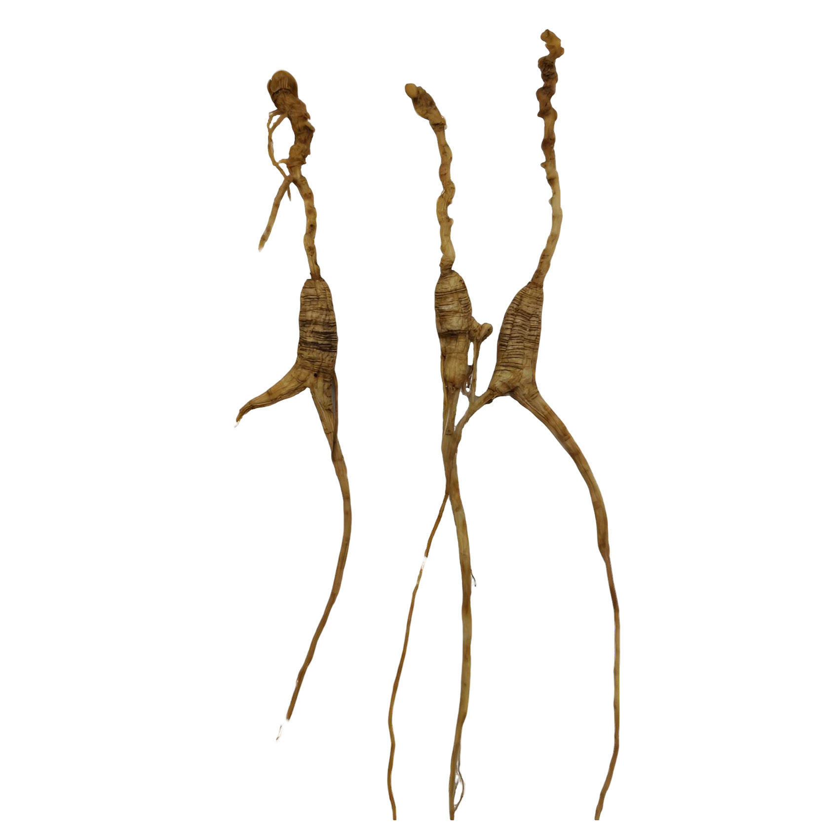 长白山林下参干参食用可滋补泡茶泡酒的佳品【免费打分一律不退】