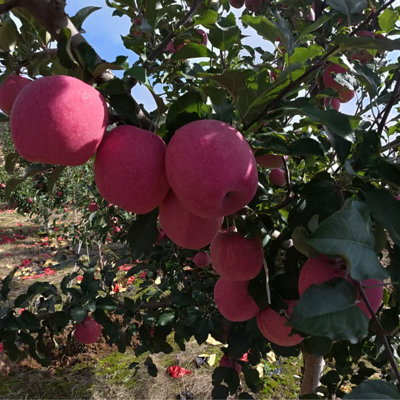 甘肃天水高山红富士苹果脆甜多汁现摘现发