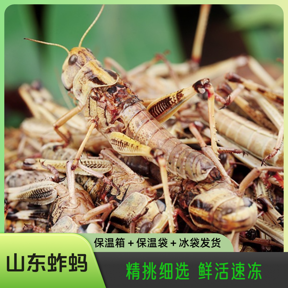 山东特产速冻蚱蚂冷冻蝗虫蚱蜢去翅纯母带籽公母带翅混合速冻美味
