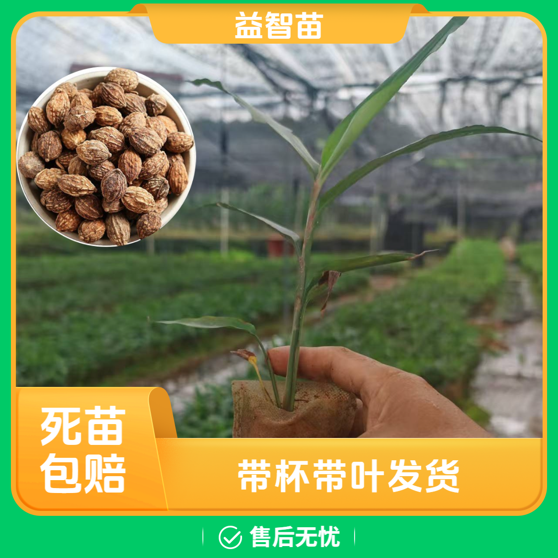 广西正宗益智苗草本苗带土杯带叶发货